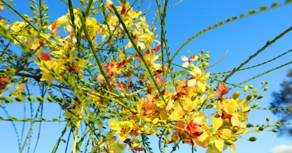 Acacia flower