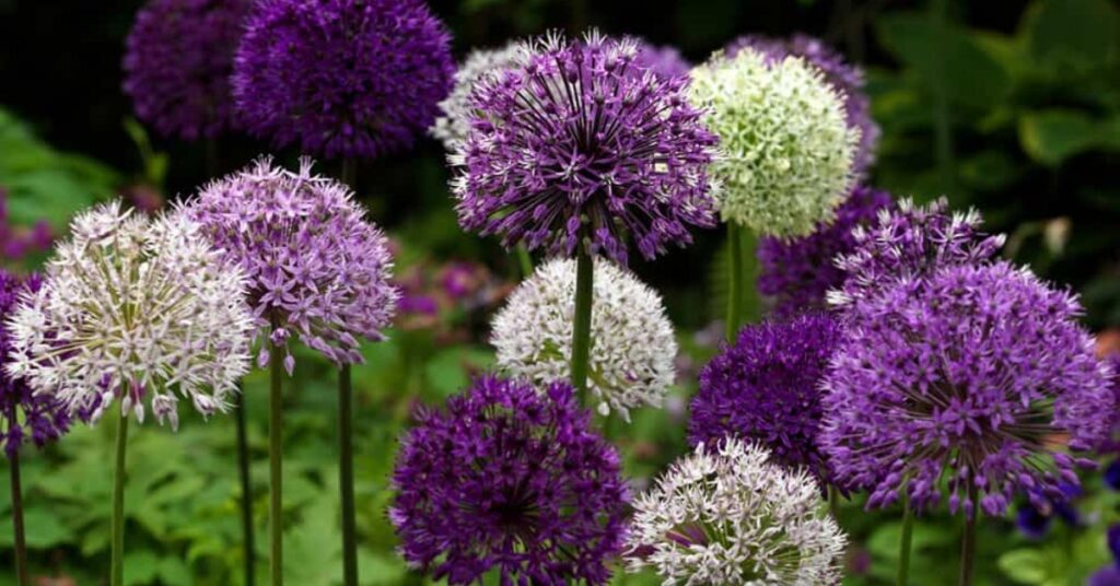 Allium Gorgeous Flowers That Mean Strength