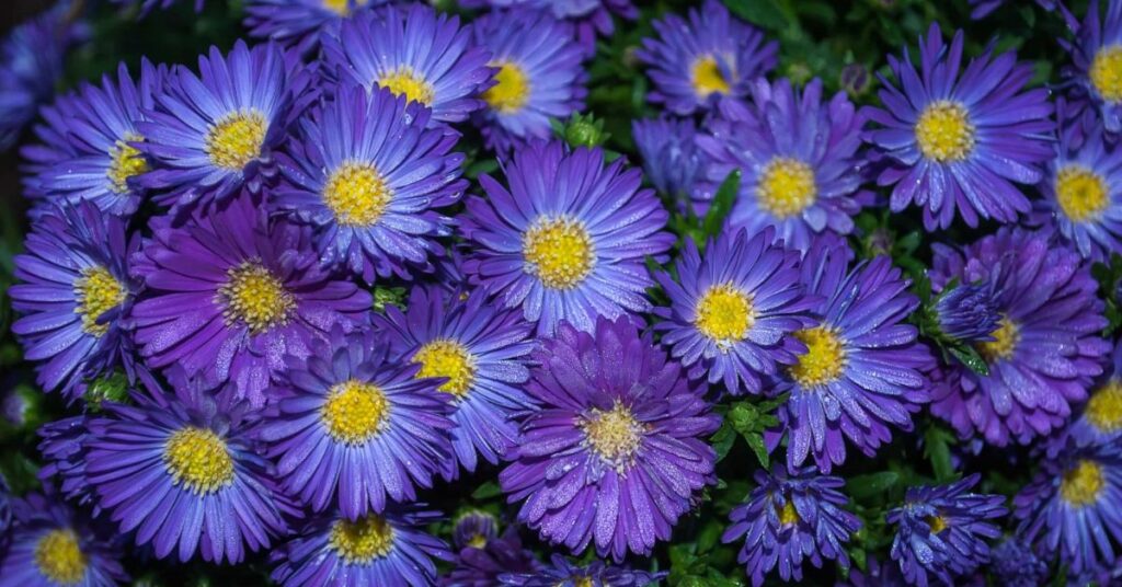 Aster Apology Flowers That Symbolize Forgiveness