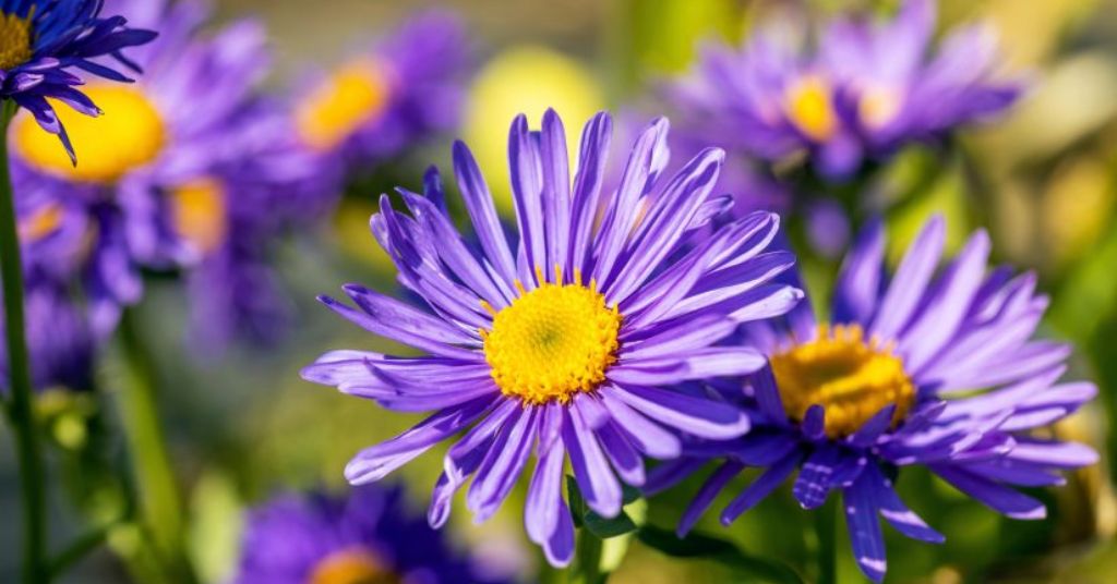 Aster flower