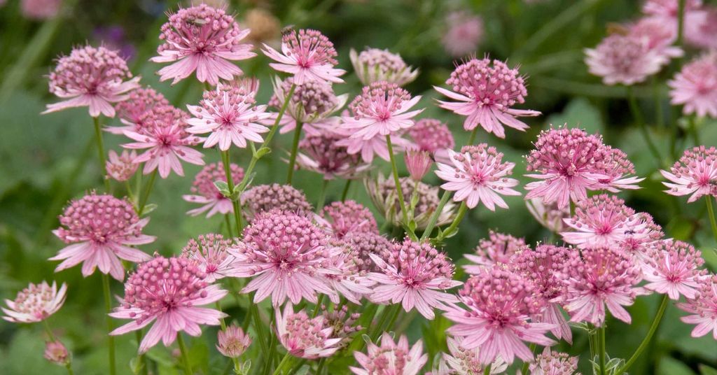 Astrantia flower