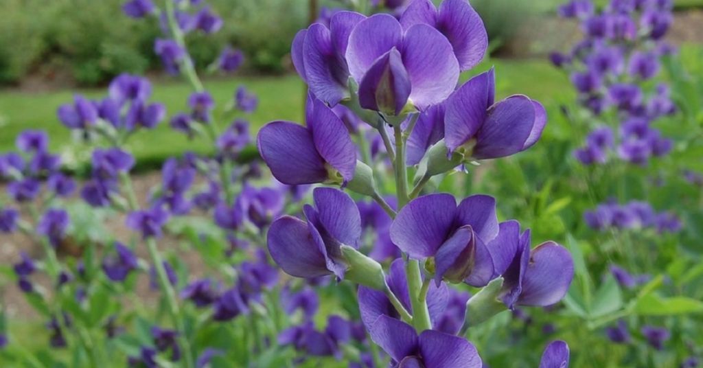 Baptisia flower