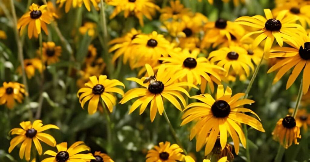Black-Eyed Susan Yellow Flowers Meanings