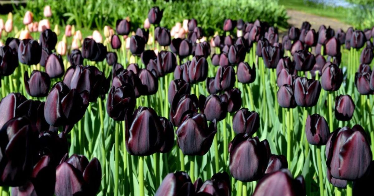 Black Tulip Meaning