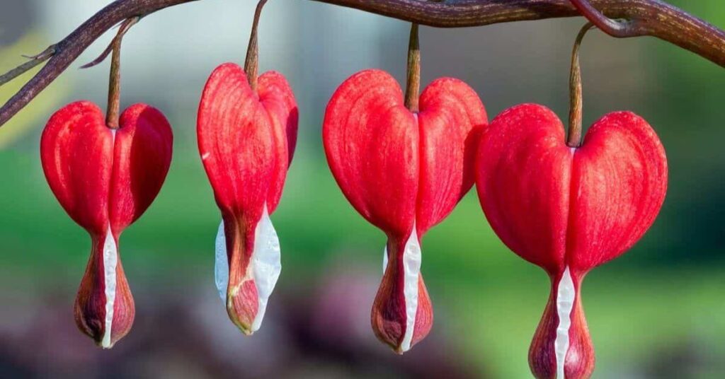 Bleeding Heart Apology Flowers That Symbolize Forgiveness