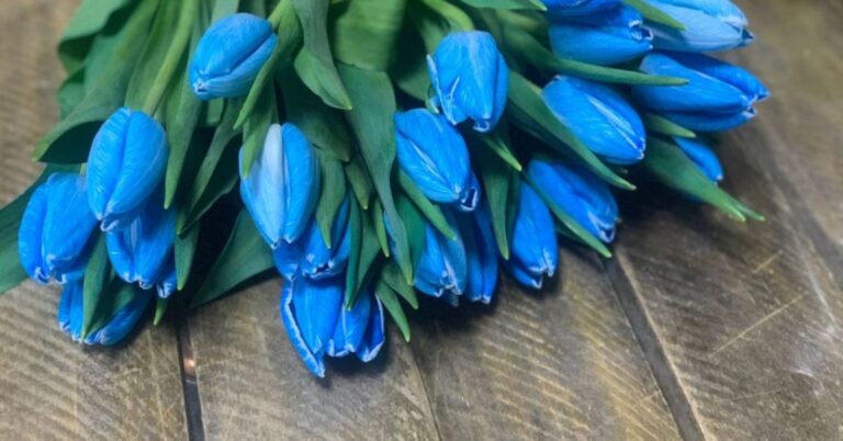 Blue Tulips Meaning