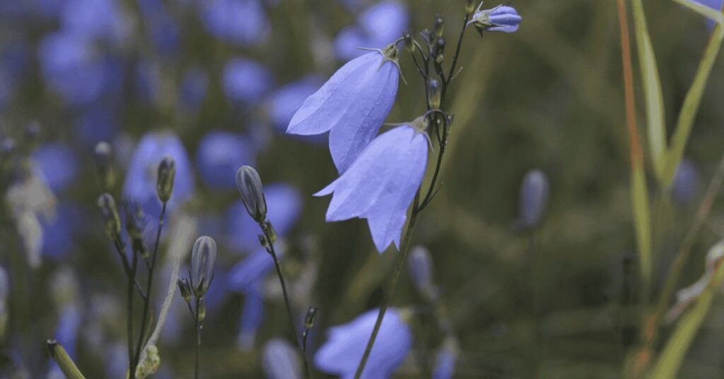 Bluebell Flower That Represents Hope