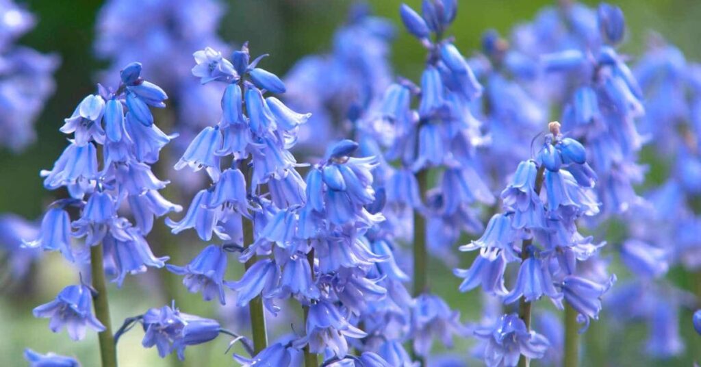 Bluebells Apology Flowers That Symbolize Forgiveness