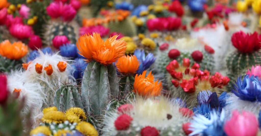 Cactus Gorgeous Flowers That Mean Strength