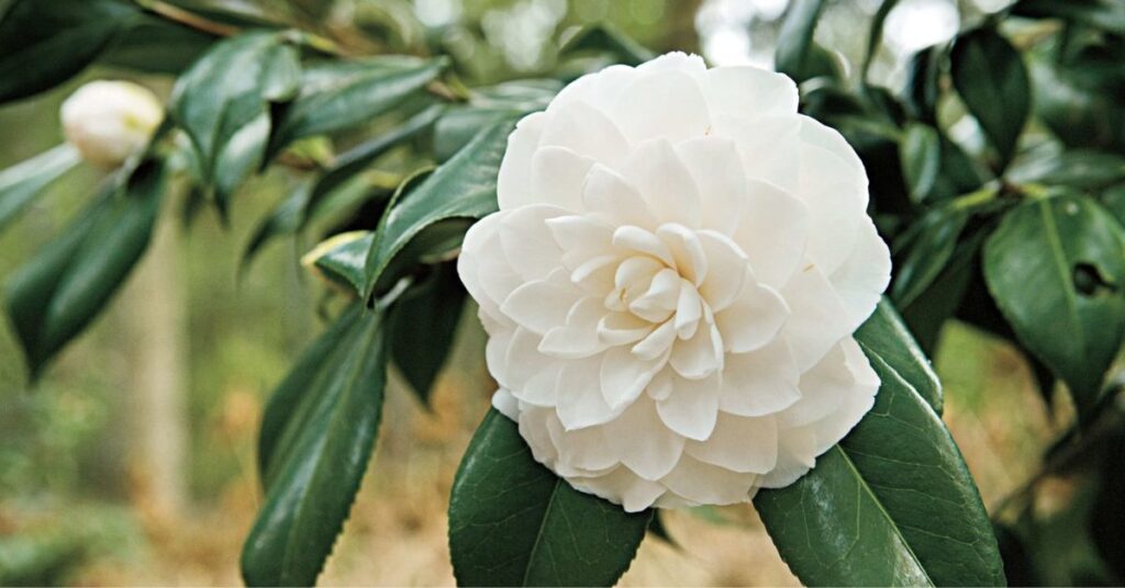 Camellia Flowers That Symbolize Gratitude and Say Thank You