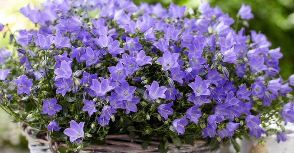 Campanula