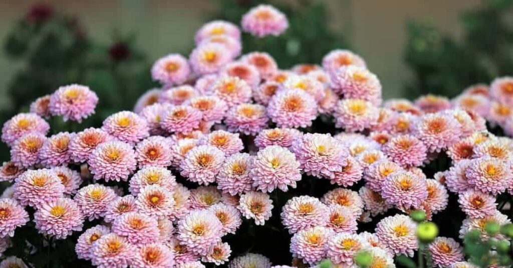 Chrysanthemum Flowers That Symbolize Gratitude and Say Thank You