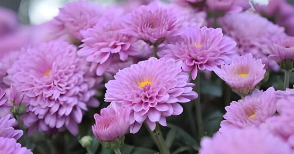Chrysanthemum Gorgeous Flowers That Mean Strength