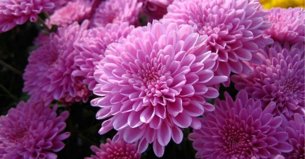 Chrysanthemum flower that mean happiness