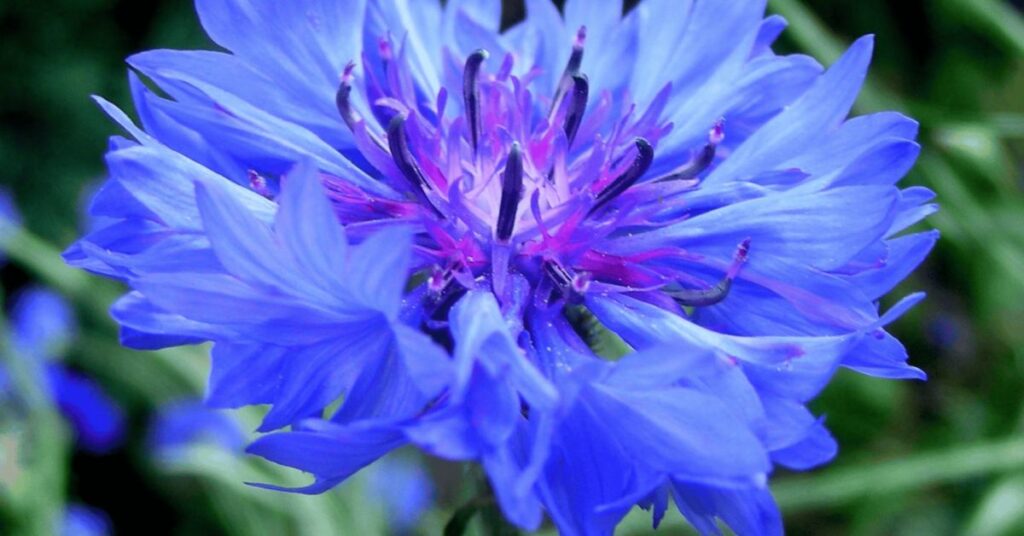 Cornflower Flower That Represents Hope