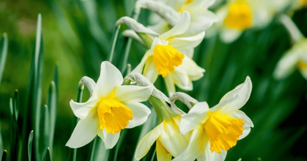 Daffodil