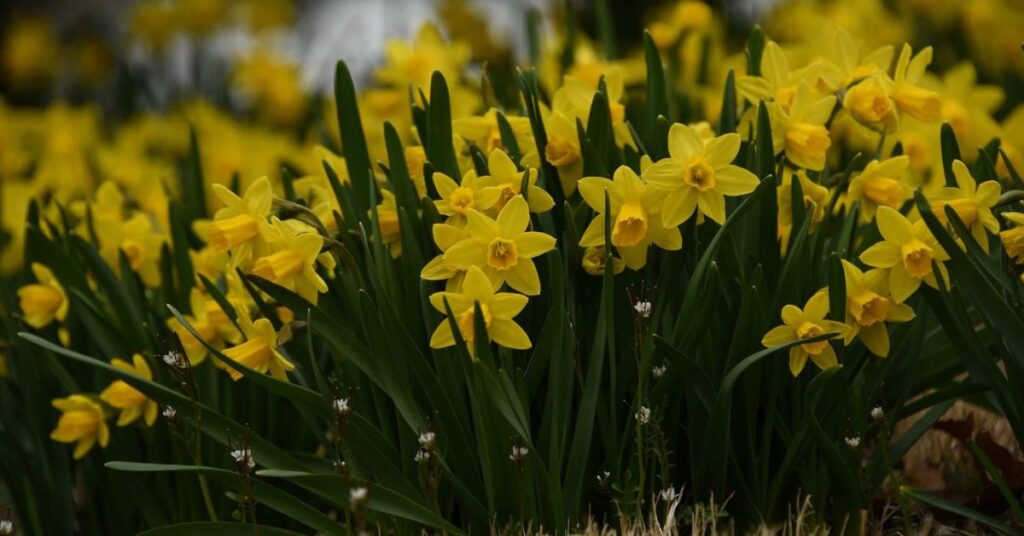 Daffodil flowers that mean happiness