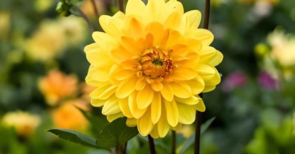 Dahlia Yellow Flowers Meanings