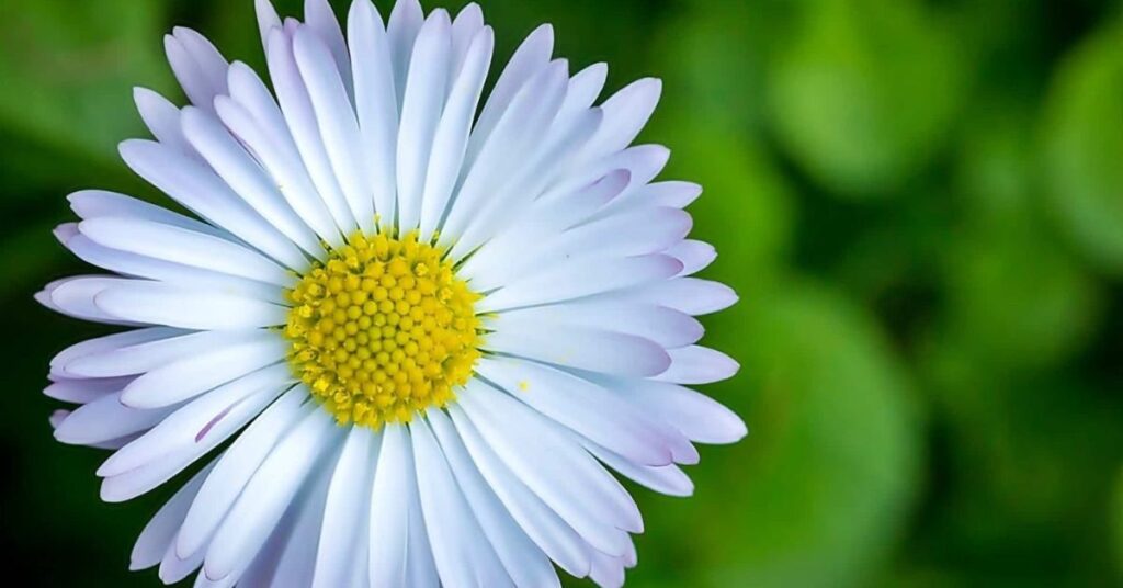Daisy Flowers That Symbolize Gratitude and Say Thank You