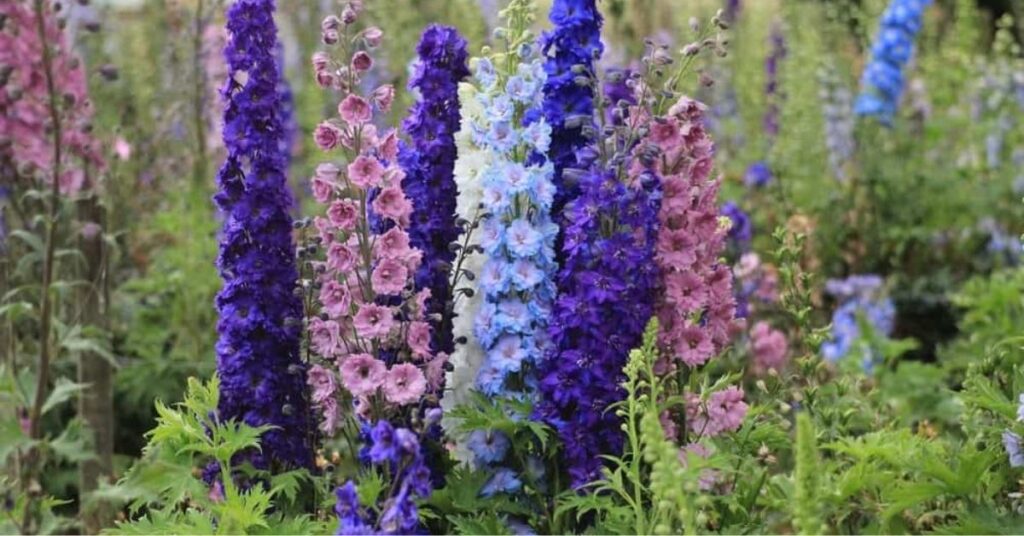 Delphinium flower that mean happiness