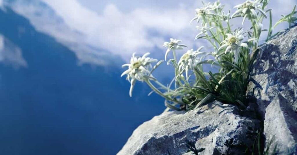 Edelweiss Flower Tattoo Meaning