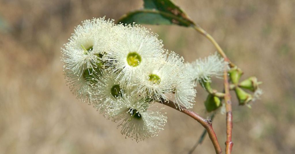 Eucalyptus flower