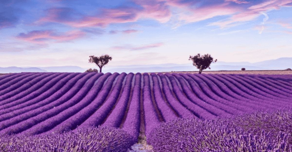 Flowers That Represent Healing