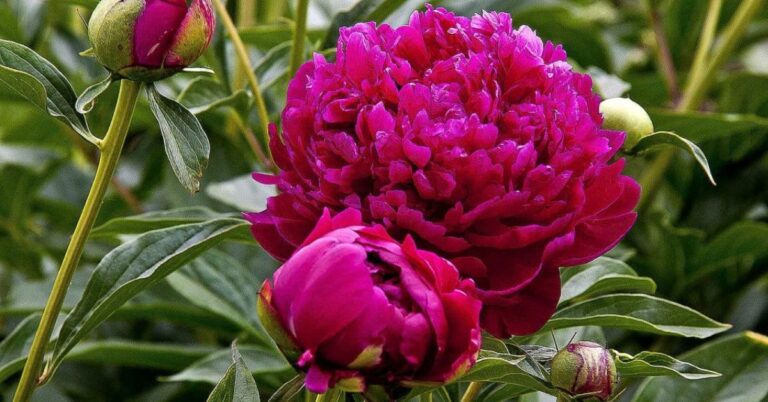 Flowers That Represent New Beginnings