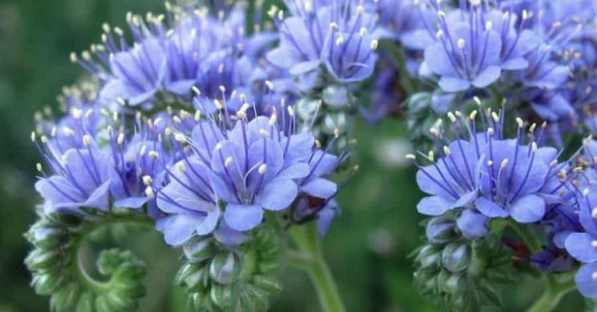 Flowers That Symbolize Courage