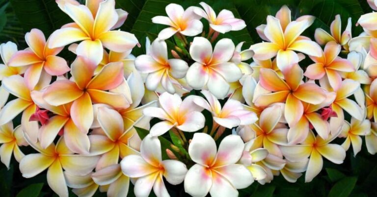 Flowers that Mean Sadness