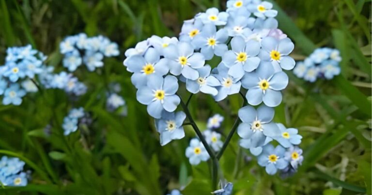 Forget Me Not Flower