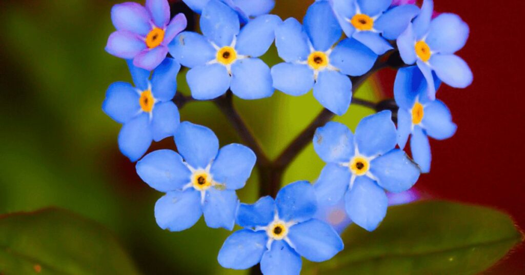 Forget-me-nots flowers That Represents Hope