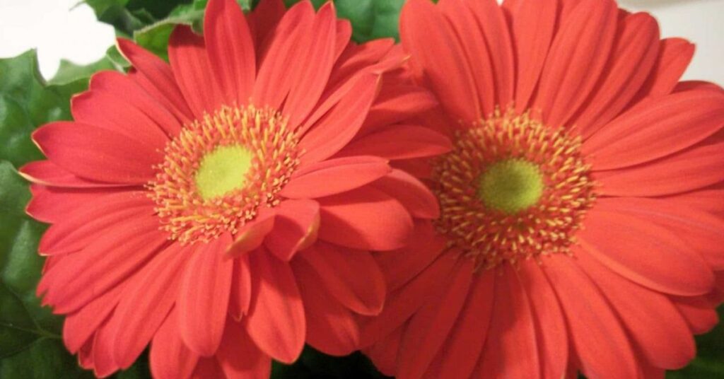 Gerbera Daisy (Gerbera jamesonii)