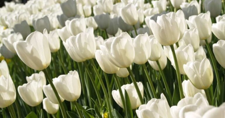 Gorgeous Flowers That Symbolize Rebirth