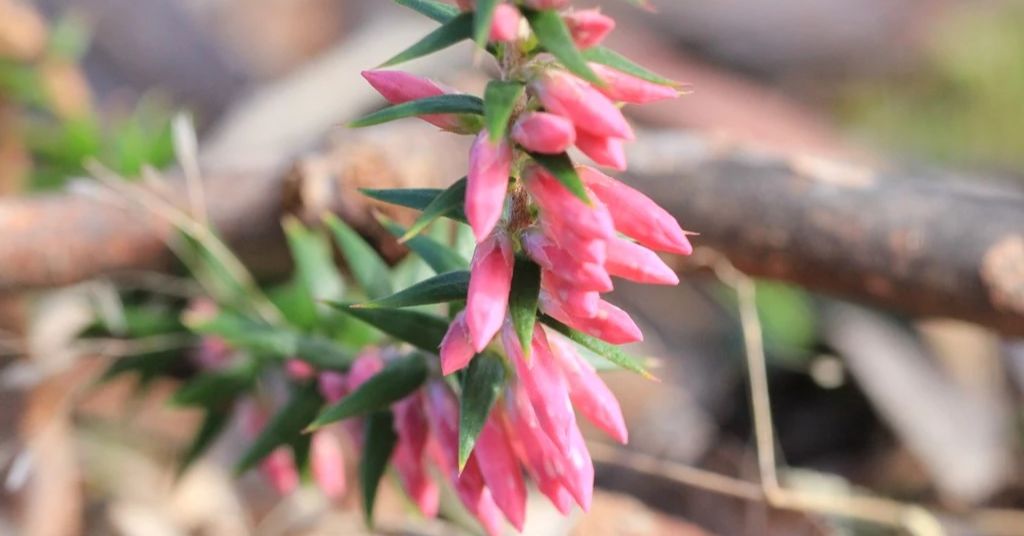 Heath flower