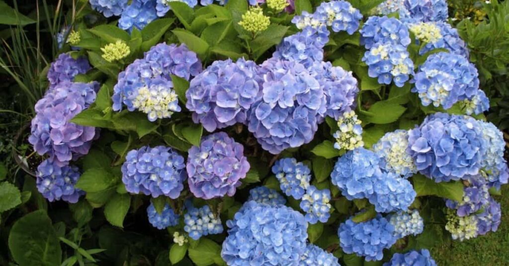 Hydrangea Apology Flowers That Symbolize Forgiveness