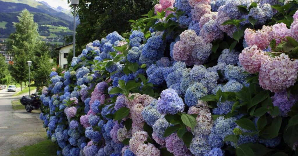 Hydrangea flower that mean happiness