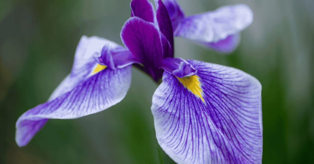 Iris Flower That Represents Hope