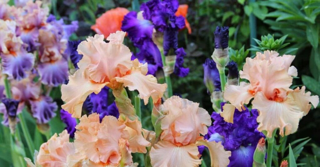 Iris Flowers That Symbolize Gratitude and Say Thank You