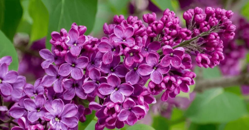 Lilac Flower That Represents Hope