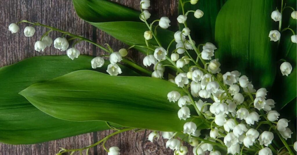 Lily of the valley flower that mean happiness