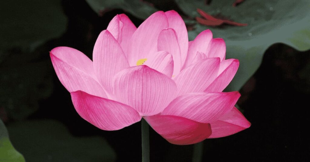 Lotus Flower That Represents Hope