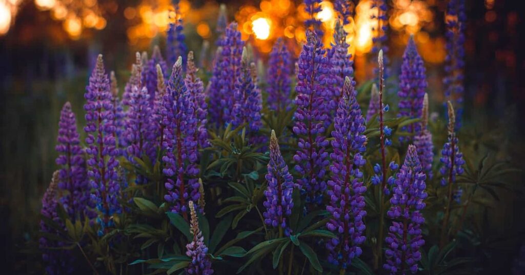Lupine flower that mean happiness