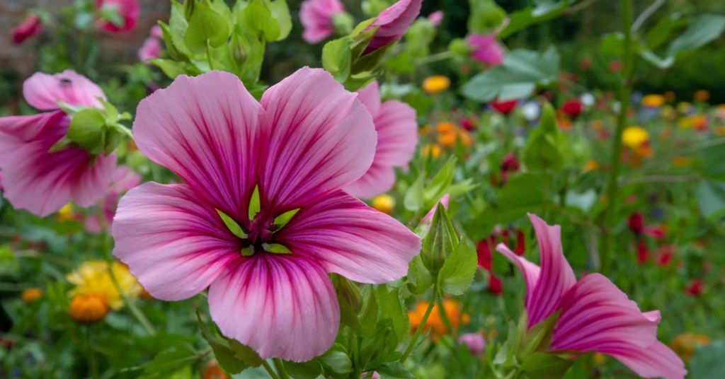 Malva flower
