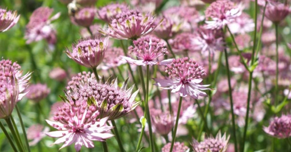 Masterwort flower