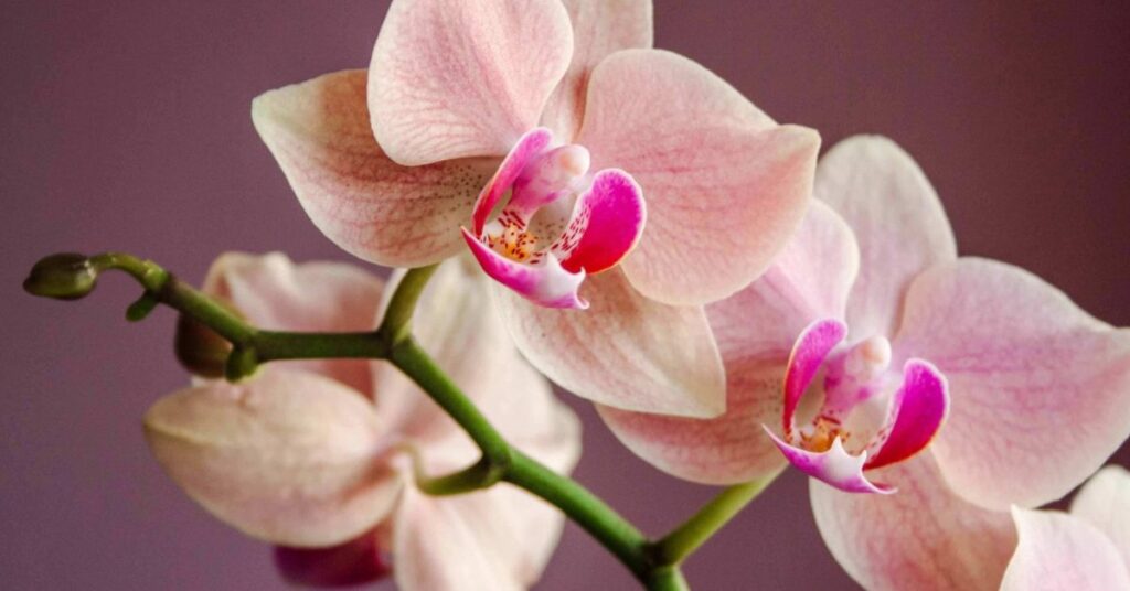 Orchid flowers that mean happiness
