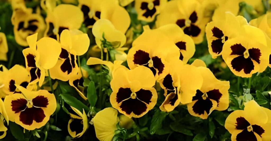 Pansy Yellow Flowers Meanings