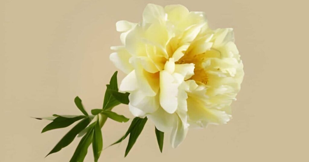 Peonies Flowers Meanings