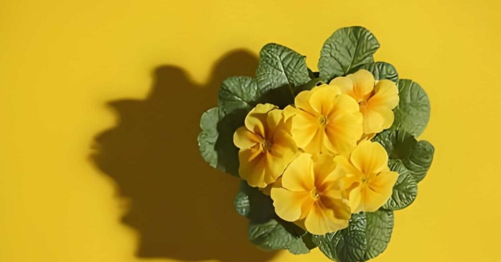 Primrose