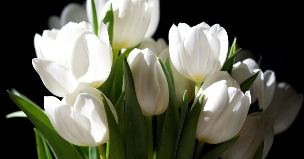 Purity White Tulips Meaning